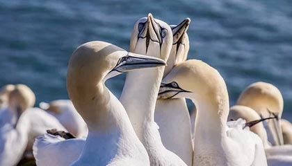 Leyu Sport登录入口-法国篮球运动员健康状况良好，法国篮球名将