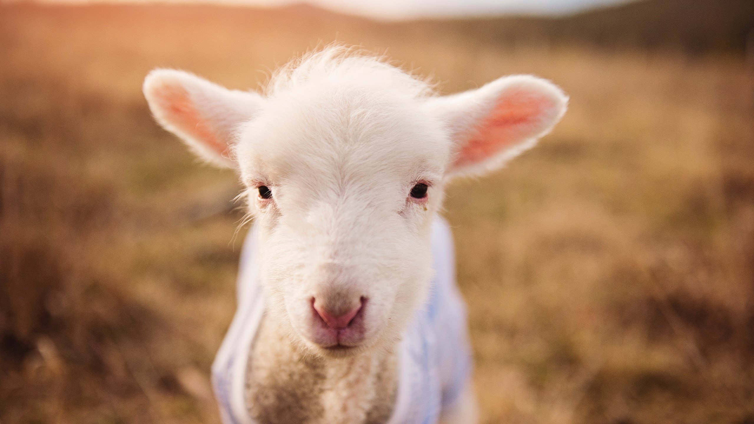 裁判争议升级:本轮比赛裁判判罚引发全民热议,裁判参赛