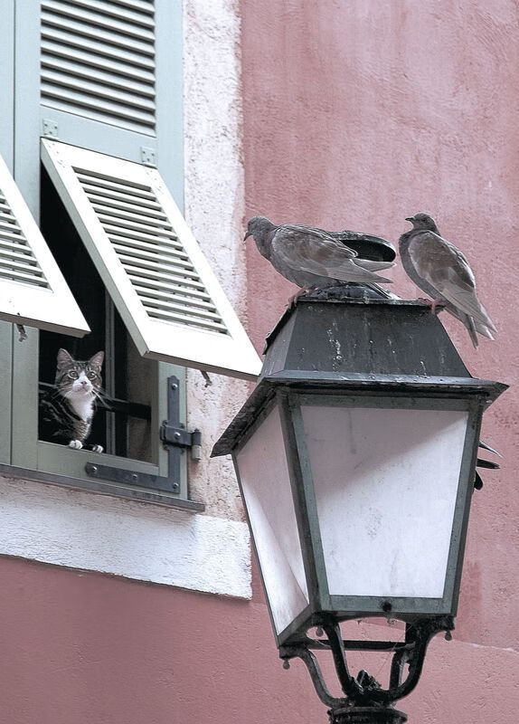 澳大利亚袋鼠队的球员间的快速配合，成为致胜关键，澳大利亚袋鼠被打后续