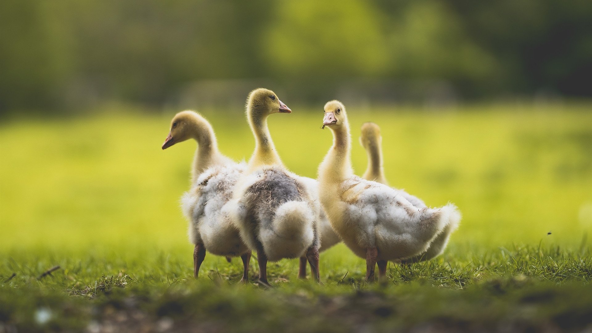 陈佳佩拉卡尼同台展现竞技精神，陈佩佳是什么电视剧
